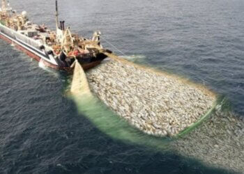 Fishing vessel pulling a large net filled with numerous fish in the ocean.