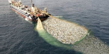 Fishing vessel pulling a large net filled with numerous fish in the ocean.