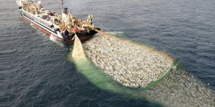 Fishing vessel pulling a large net filled with numerous fish in the ocean.